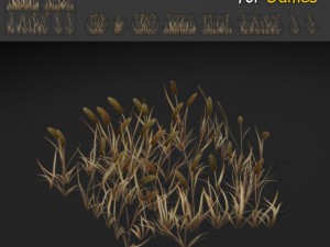 dry timothy grass 3D Model