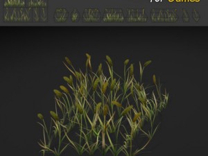 timothy grass 3D Model