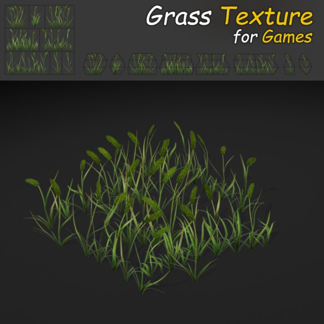 timothy grass texture 3D Model .c4d .max .obj .3ds .fbx .stl .blend 