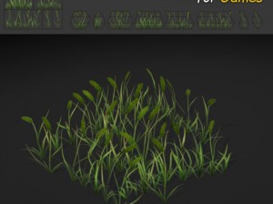 timothy grass texture 3D Model