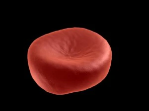 red blood cell 3D Model