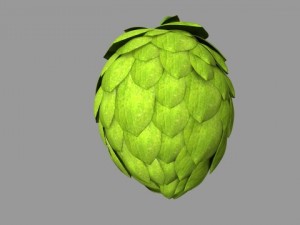 hops Model 3D