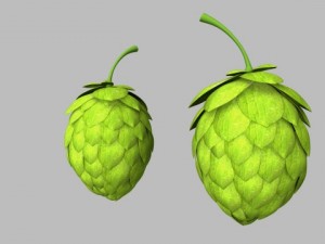 hops Model 3D