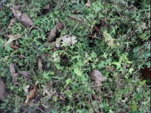 ground plant package textures CG Текстури