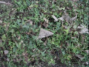 ground plant package textures CG Текстури