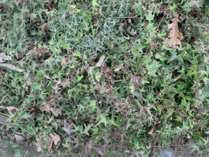 ground plant package textures CG Текстури