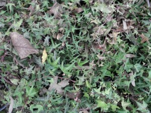 ground plant package textures CG Текстури