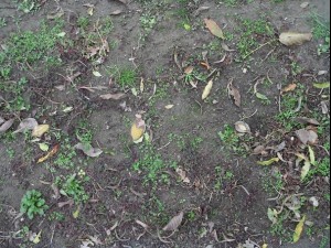 ground plant 02 package textures CG Texturen