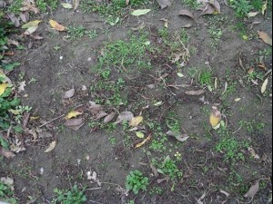 ground plant 02 package textures Texturas CG