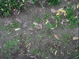 ground plant 02 package textures Texturas CG
