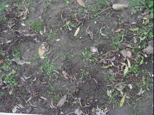 ground plant 02 package textures Texturas CG