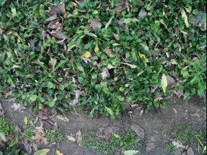 ground plant 02 package textures Texturas CG