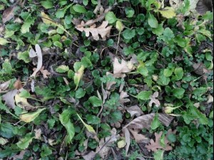 ground plant 02 package textures Texturas CG
