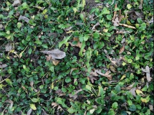ground plant 02 package textures Texturas CG