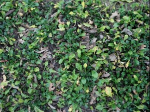 ground plant 02 package textures Texturas CG