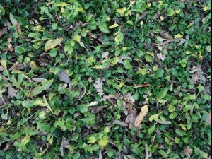 ground plant 02 package textures Texturas CG