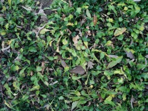 ground plant 02 package textures Texturas CG