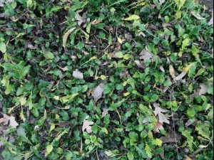 ground plant 02 package textures Texturas CG
