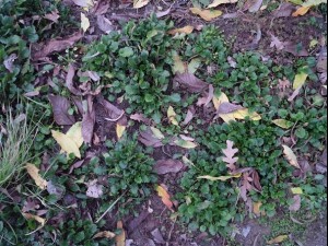 ground plant 02 package textures Texturas CG