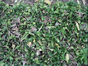 ground plant 02 package textures Texturas CG