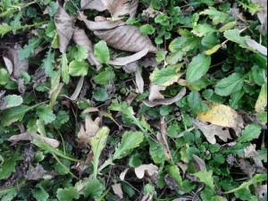ground plant 02 package textures Texturas CG