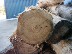 wood ends  package textures CG Tekstury