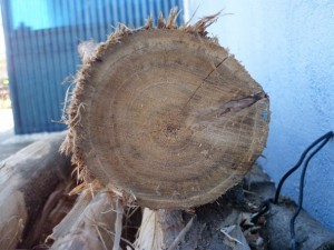 wood ends  package textures CG Tekstury