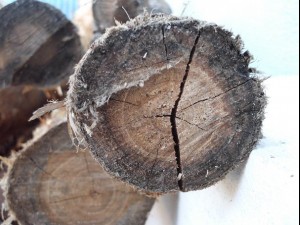 wood ends  package textures CG Tekstury