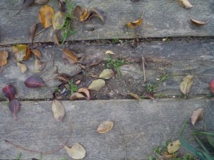 rotten wooden plank  package textures CG टेक्स्चर्स