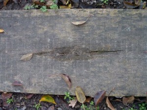 rotten wooden plank  package textures CG टेक्स्चर्स