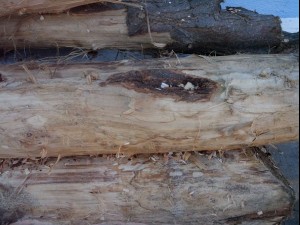 wood tree trunk  package textures CG Dokuları
