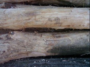 wood tree trunk  package textures CG Dokuları