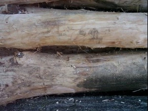 wood tree trunk  package textures CG Textures