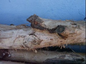 wood tree trunk  package textures CG Dokuları