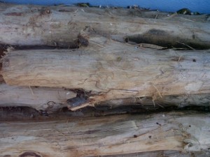 wood tree trunk  package textures CG Dokuları