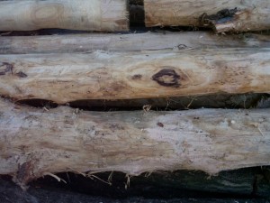 wood tree trunk  package textures CG Dokuları