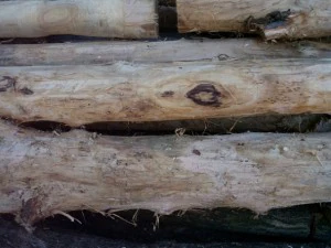 wood tree trunk  package textures CG Textures