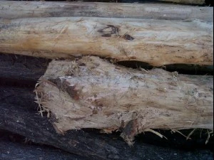 wood tree trunk  package textures CG Textures