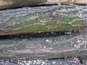 wood tree trunk  package textures CG Dokuları