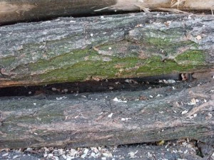wood tree trunk  package textures CG Textures