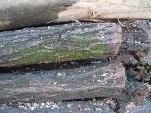 wood tree trunk  package textures CG Dokuları