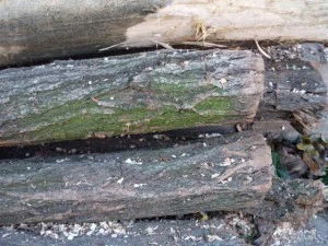 wood tree trunk  package textures CG Textures
