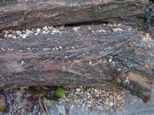 wood tree trunk  package textures CG Dokuları