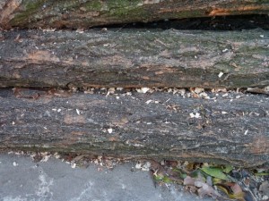 wood tree trunk  package textures CG Dokuları