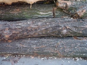 wood tree trunk  package textures CG Dokuları