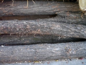 wood tree trunk  package textures CG Dokuları