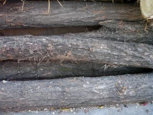wood tree trunk  package textures CG Textures
