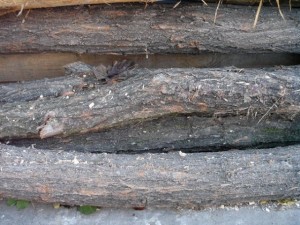 wood tree trunk  package textures CG Dokuları
