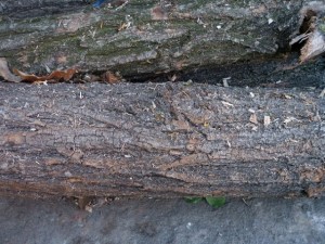 wood tree trunk  package textures CG Dokuları