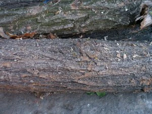 wood tree trunk  package textures CG Textures